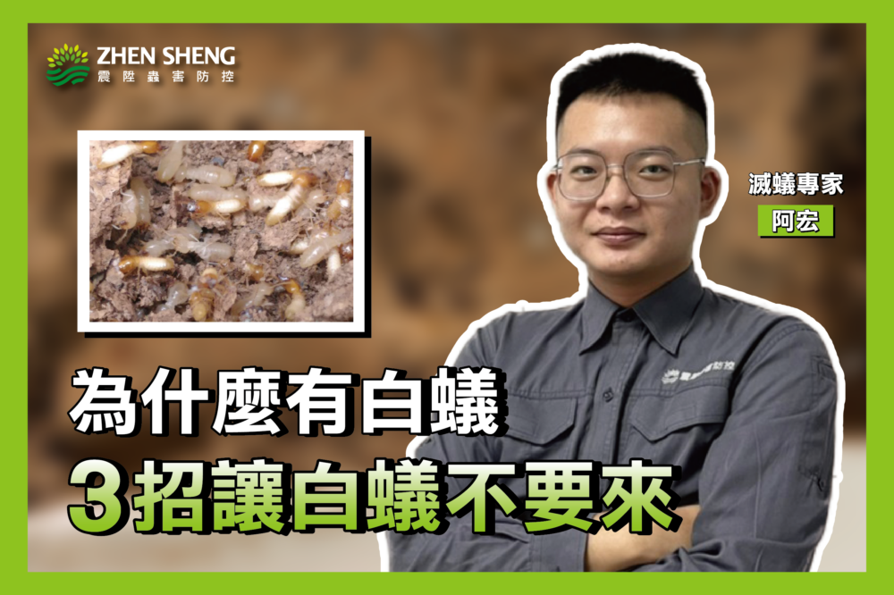 震陞除蟲公司—除白蟻知識推薦，為什麼有白蟻？專家教你防治白蟻入侵方法