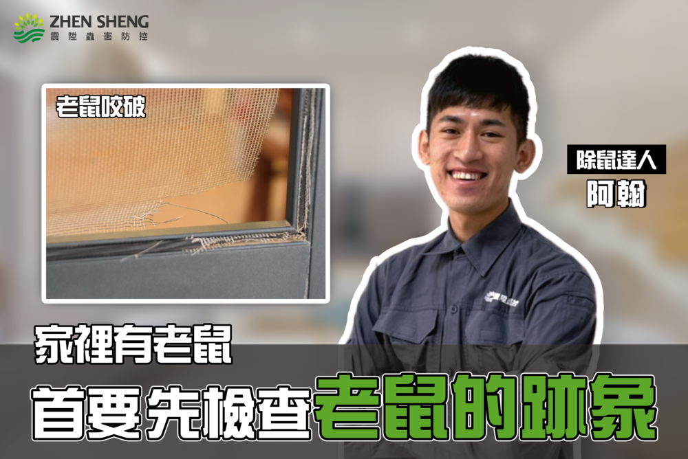 家有老鼠怎麼辦？捕鼠大隊推薦滅除方法一
