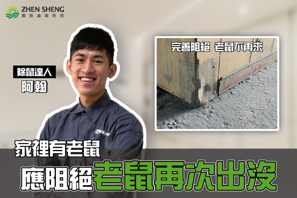 驅滅後如何防老鼠？消毒公司推薦滅除方法三：
