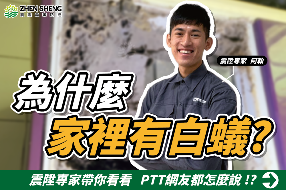Read more about the article 為什麼家裡會有白蟻？房子有白蟻怎麼辦？震陞專家帶你看看ppt網友都怎麼說