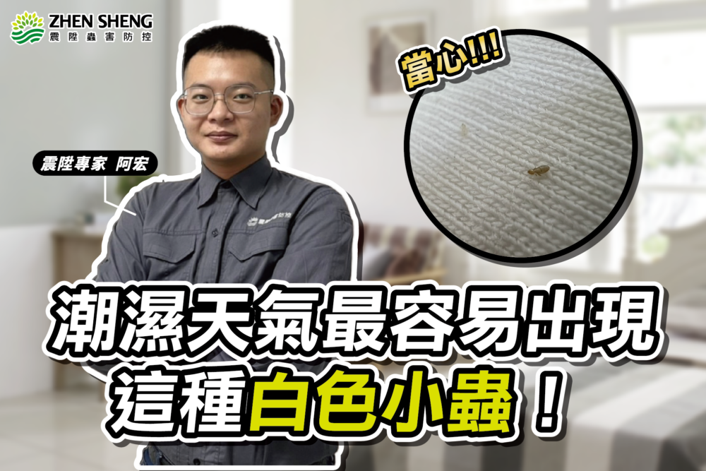 Read more about the article 家中太潮了嗎？潮濕天氣最容易出現這些蟲！震陞除蟲專家教你3個預防方法避免潮濕蟲反覆發生！