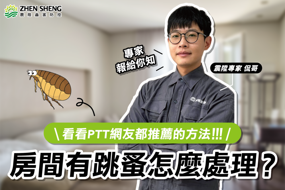 Read more about the article 房間跳蚤該怎麼處理？看看ptt網友推薦消滅跳蚤的方法