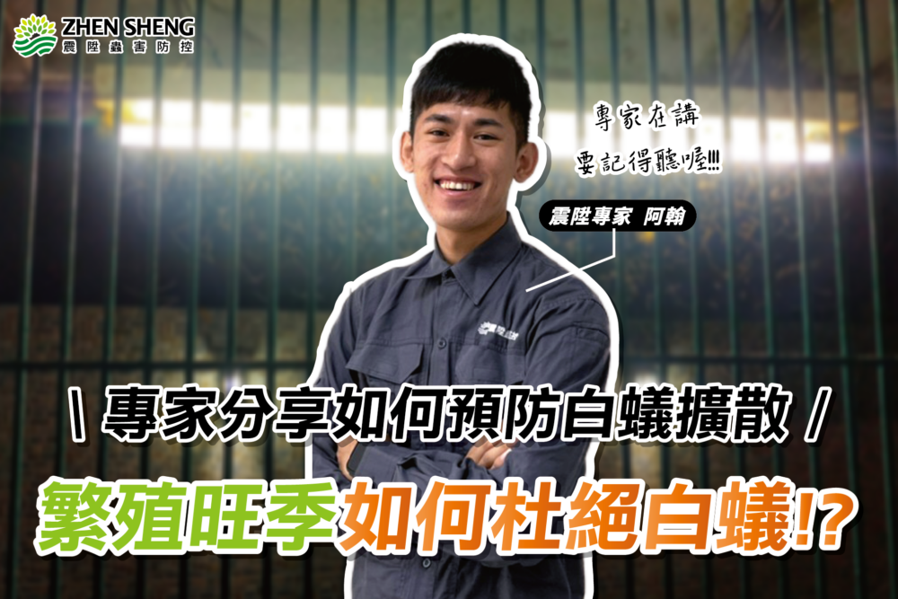 Read more about the article 白蟻繁衍季節如何杜絕？震陞除白蟻公司分享如何預防白螞蟻擴散