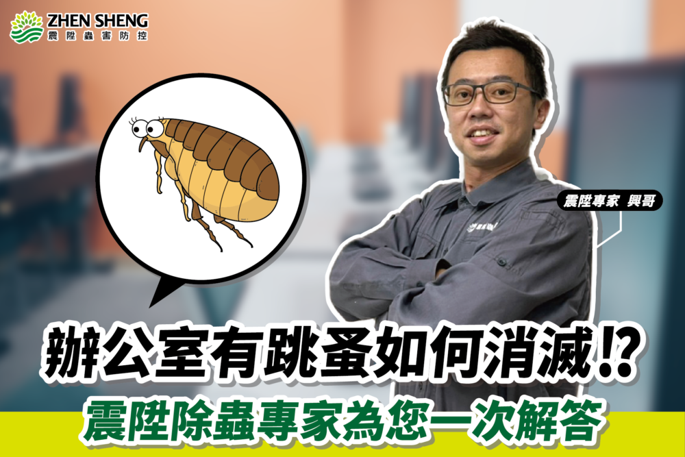 Read more about the article 辦公室有跳蚤怎麼辦？如何消滅跳蚤？震陞除蟲專家為您一次解答！