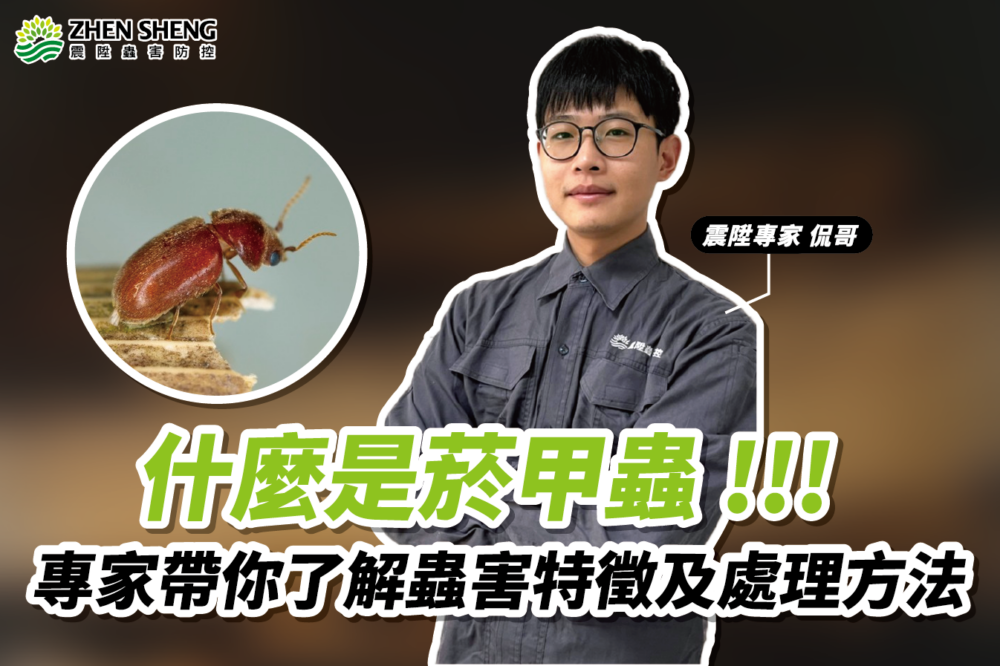 Read more about the article 【震陞除蟲公司】消毒指南推薦：專家帶你了解菸甲蟲特徵、環境及處理方法