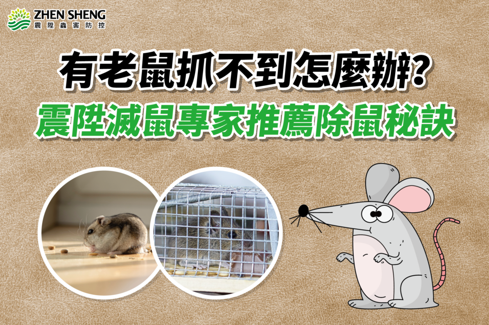 Read more about the article 家裡有老鼠抓不到怎麼辦？震陞滅鼠專家推薦除老鼠的秘訣！