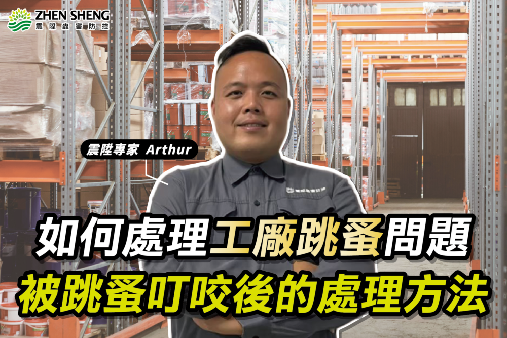 Read more about the article 震陞台中消毒公司教你如何有效處理工廠跳蚤問題及被跳蚤叮咬後的處理方法