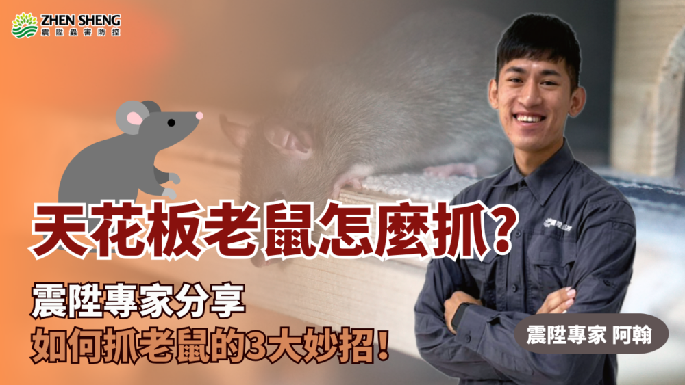 Read more about the article 天花板老鼠怎麼抓？家裡有老鼠發生的原因、抓老鼠的妙招，震陞專家通通分享給您