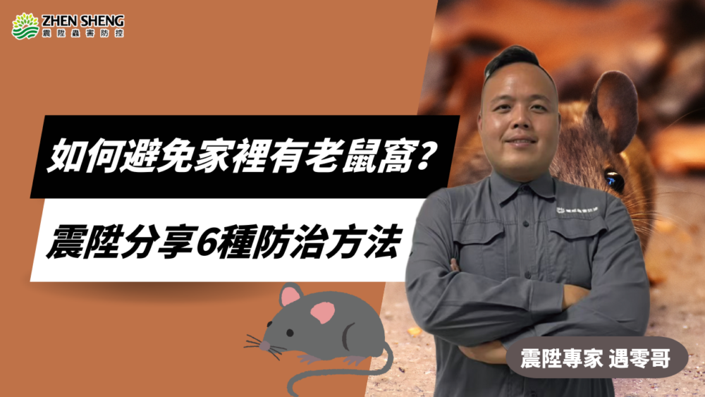 Read more about the article 如何避免家裡有老鼠窩？震陞除鼠公司分享解決老鼠的5種防治方法