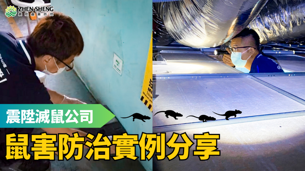 台灣常見老鼠有哪些，該怎麼處理與預防？震陞專業滅鼠服務讓您遠離鼠害！