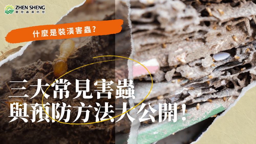 Read more about the article 什麼是裝潢害蟲？三大常見害蟲與預防方法大公開！