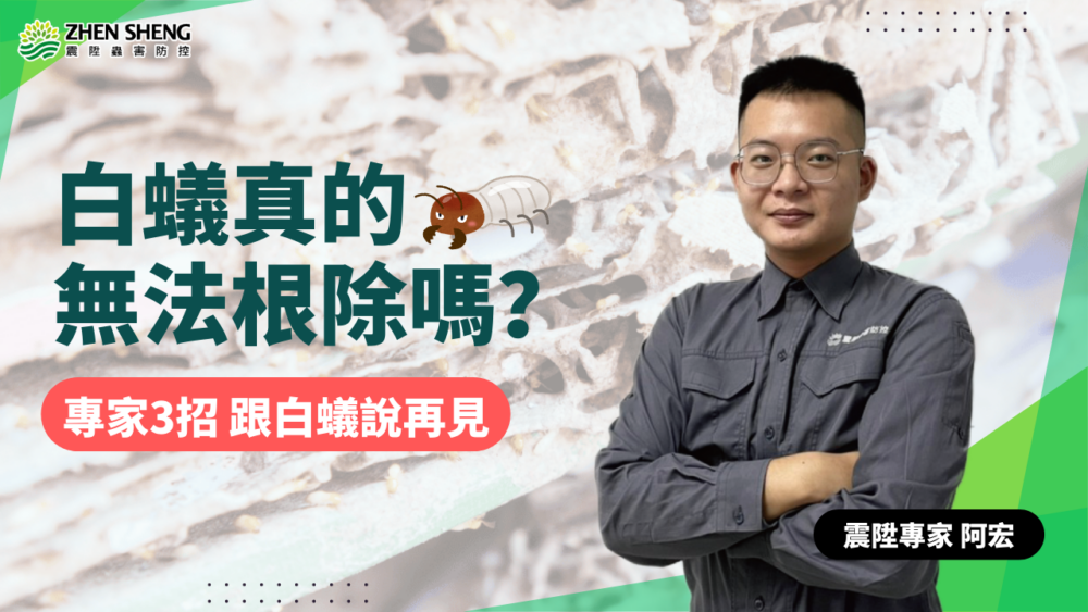 Read more about the article 家裡有白蟻真的無法根除嗎？震陞專家3招徹底消滅白蟻，讓你從此跟家中白蟻說再見！