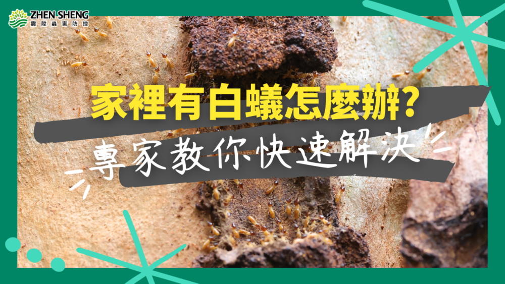家裡有白蟻怎麼辦？震陞蟲害防控教你快速解決！