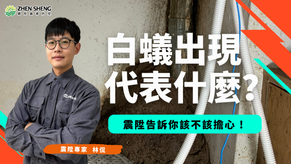 白蟻出現代表什麼？震陞除蟲公司告訴你該不該擔心！