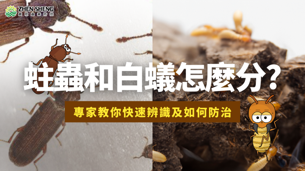 蛀蟲和白蟻怎麼分？震陞除蟲專家教你快速辨別與防治！