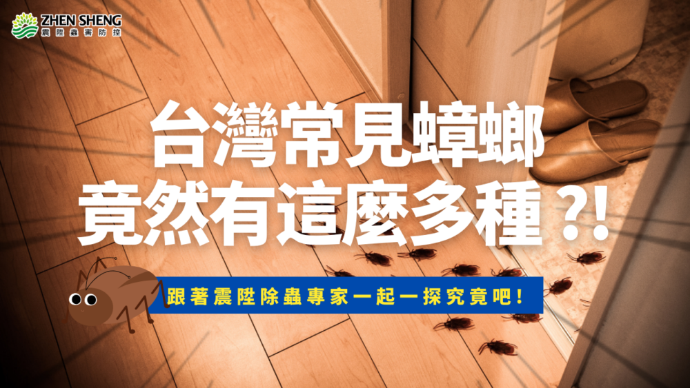 Read more about the article 【震陞除蟲公司知識推薦】台灣常見蟑螂竟然有這麼多種！跟著除蟲專家一探究竟