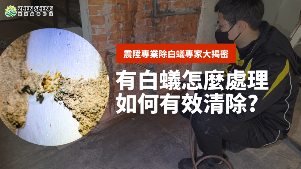 Read more about the article 震陞除蟲公司知識分享，有白蟻怎麼處理，如何有效清除白蟻！