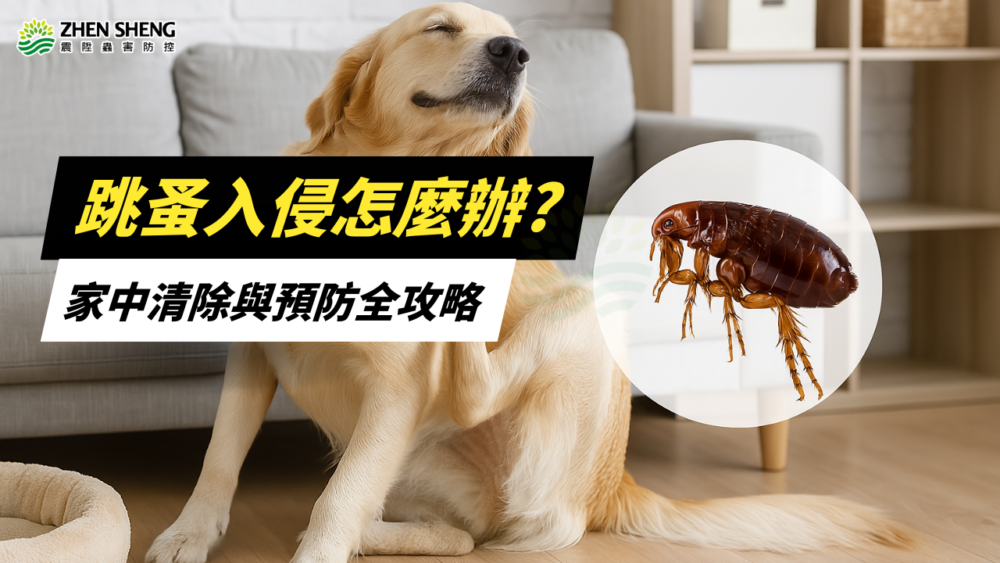 Read more about the article 【震陞除蟲公司推薦】跳蚤入侵怎麼辦？家中清除與防護全攻略