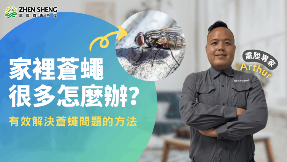 Read more about the article 家裡蒼蠅很多怎麼辦？有效解決蒼蠅問題的方法