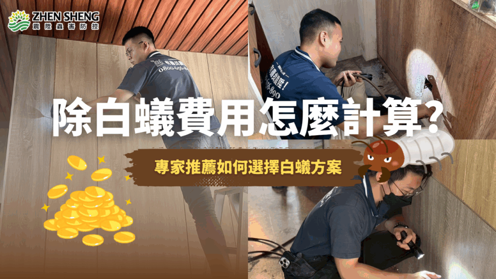 除白蟻費用怎麼計算？震陞除蟲公司推薦如何選擇最合適的除白蟻方案