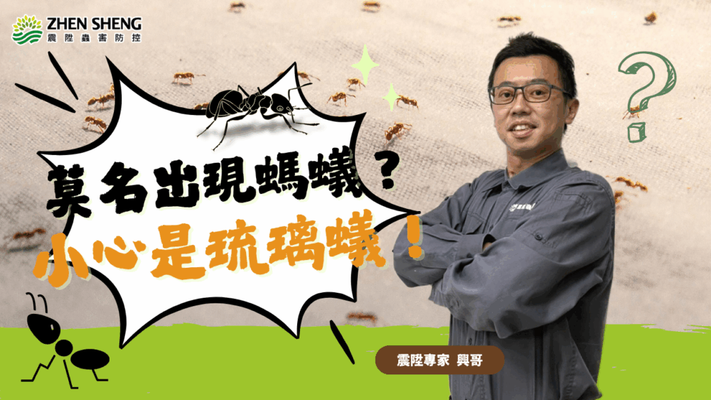 Read more about the article 家裡莫名出現螞蟻怎麼辦？小心是琉璃蟻！震陞教你抓到真正原因與處理方法