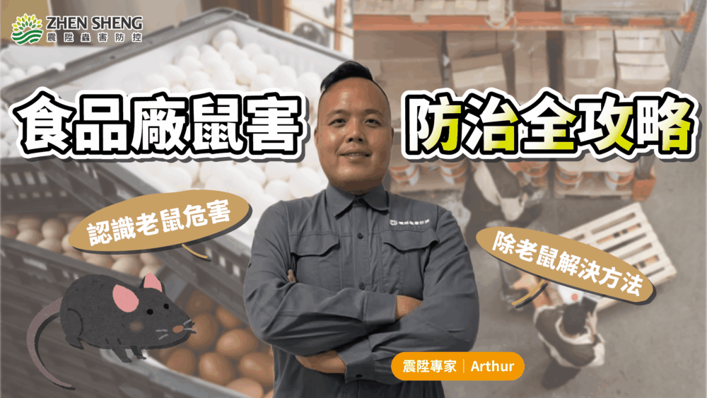 Read more about the article 食品廠鼠害防治全攻略！震陞滅鼠專家帶您認識老鼠危害與除老鼠解決方法