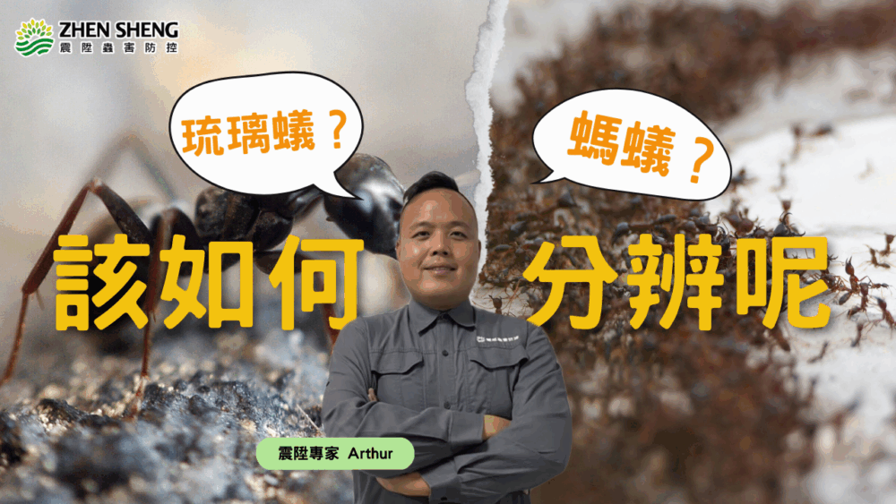 Read more about the article 遇到琉璃蟻(大隻黑色螞蟻)該怎麼辦？震陞除蟲公司教你分辨螞蟻與琉璃蟻，如何預防及防治！