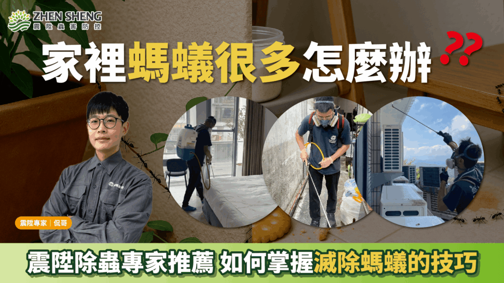 Read more about the article 家裡螞蟻很多怎麼辦？震陞除蟲推薦如何掌握滅除螞蟻的技巧！